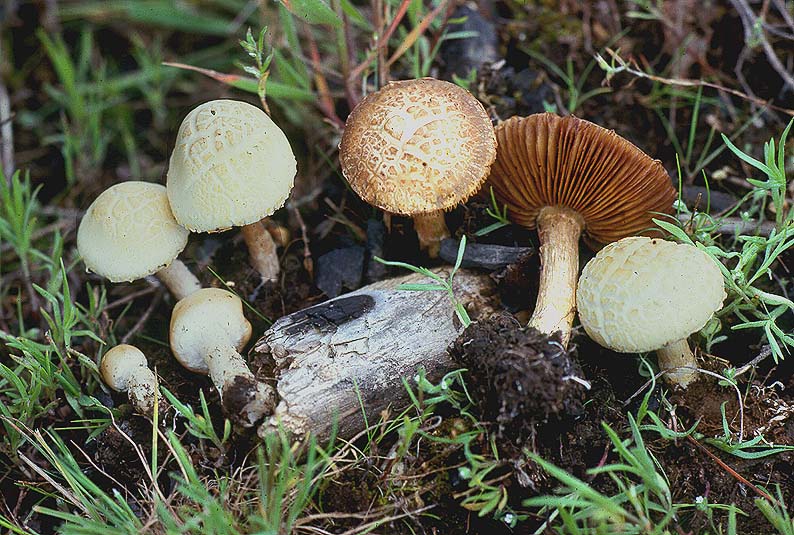 Agrocybe molesta